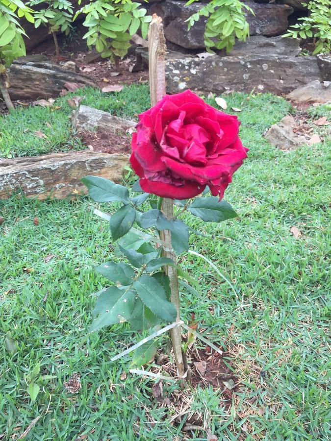 Recanto Pedras Sao Leopoldo Pirenopolis